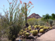 Desert Botanical Garden thumb